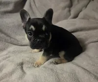 Rambo, a male French Bulldog for sale in Garretson, SD – 3 of 4