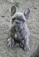 Ellie, a female French Bulldog for sale in Garretson, SD – 2 of 4
