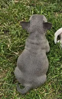 Brutus, a male French Bulldog and American Bully for sale in Garretson, SD – 5 of 6