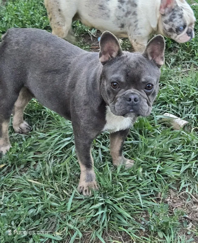 Stich – French Bulldog puppy for sale in Garretson, SD
