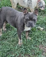 Stich, a male French Bulldog for sale in Garretson, SD – 2 of 4