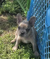 Olaf, a male French Bulldog for sale in Garretson, SD – 3 of 4