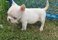 Popeye, a male French Bulldog and American Bully for sale in Garretson, SD – 3 of 4