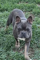 Stich, a male French Bulldog for sale in Garretson, SD – 4 of 4