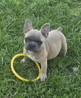 Adele, a female French Bulldog for sale in Garretson, SD – Photo 1 of 3