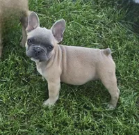 Adele, a female French Bulldog for sale in Garretson, SD – Photo 3 of 3