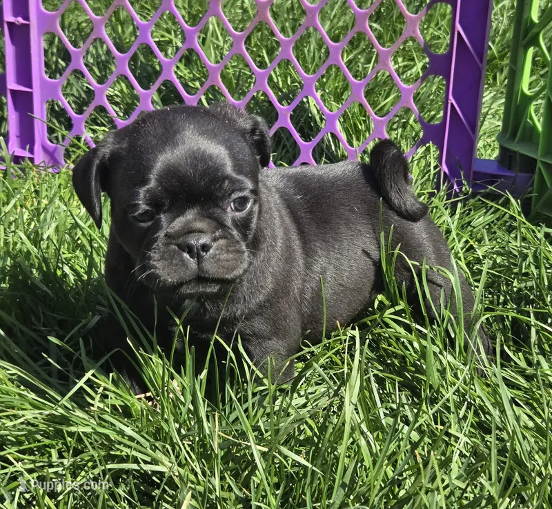 Pierce  – Pug puppy for sale in Garretson, SD