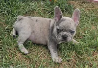 Elmo, a male French Bulldog for sale in Garretson, SD – 4 of 4