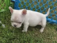 Popeye, a male French Bulldog and American Bully for sale in Garretson, SD – 2 of 4