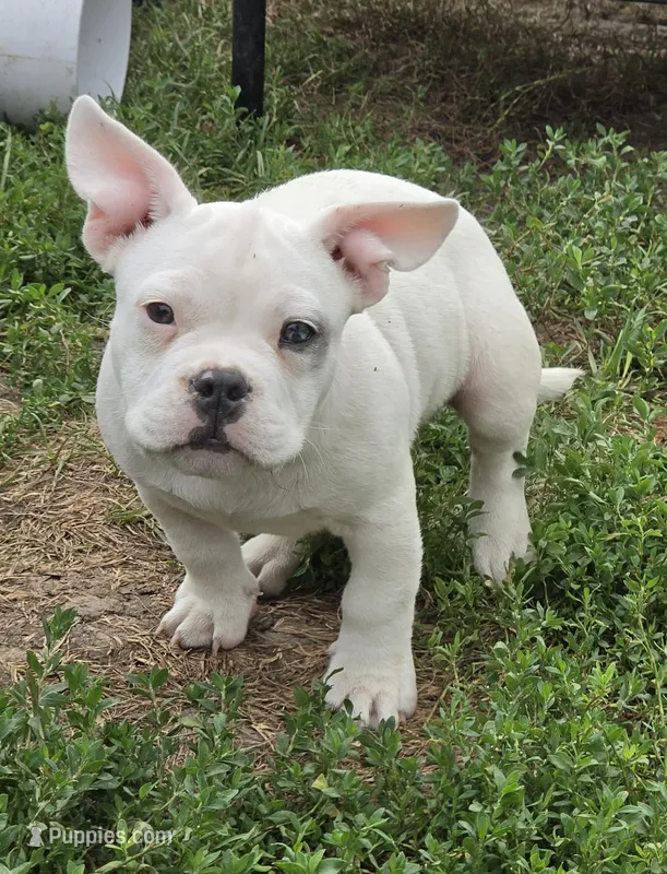 Shaggy – French Bulldog, American Bully puppy for sale in Garretson, SD