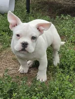 Shaggy, a male French Bulldog and American Bully for sale in Garretson, SD – 1 of 4