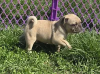 Patch , a male Pug for sale in Garretson, SD – 2 of 2