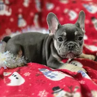 Rhett, a male French Bulldog for sale in Garretson, SD – Photo 1 of 7