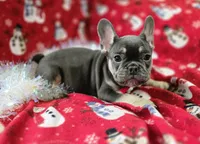 Rhett, a male French Bulldog for sale in Garretson, SD – Photo 1 of 7