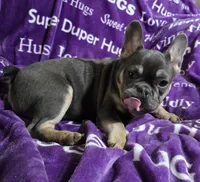 Rhyker, a male French Bulldog for sale in Garretson, SD – Photo 4 of 5