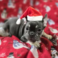 Rhett, a male French Bulldog for sale in Garretson, SD – Photo 3 of 7