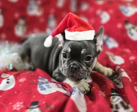 Rhett, a male French Bulldog for sale in Garretson, SD – Photo 3 of 7