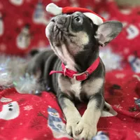 Rhett, a male French Bulldog for sale in Garretson, SD – Photo 6 of 7