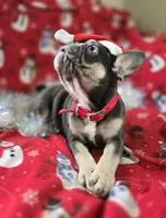 Rhett, a male French Bulldog for sale in Garretson, SD – Photo 6 of 7