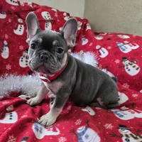 Rhett, a male French Bulldog for sale in Garretson, SD – Photo 7 of 7