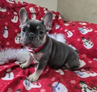 Rhett, a male French Bulldog for sale in Garretson, SD – Photo 7 of 7