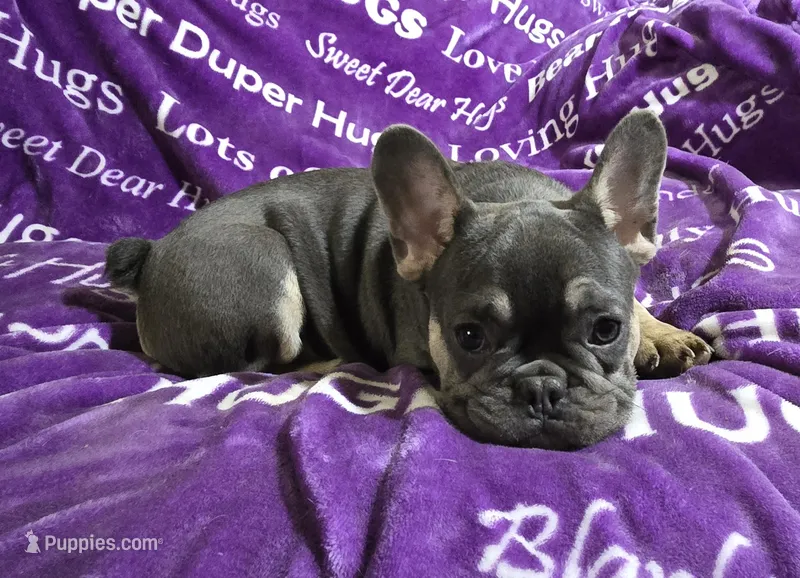 Rhyker – French Bulldog puppy for sale in Garretson, SD