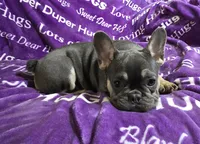 Rhyker, a male French Bulldog for sale in Garretson, SD – Photo 2 of 5