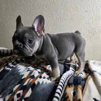 Rhett, a male French Bulldog for sale in Garretson, SD – Photo 2 of 7