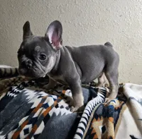 Rhett, a male French Bulldog for sale in Garretson, SD – Photo 2 of 7