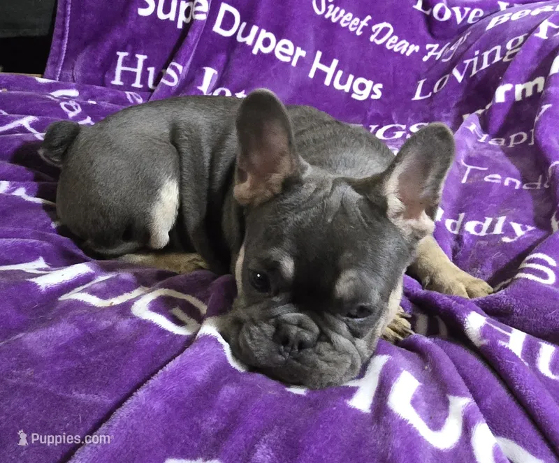Rhyker – French Bulldog puppy for sale in Garretson, SD