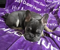 Rhyker, a male French Bulldog for sale in Garretson, SD – Photo 1 of 5