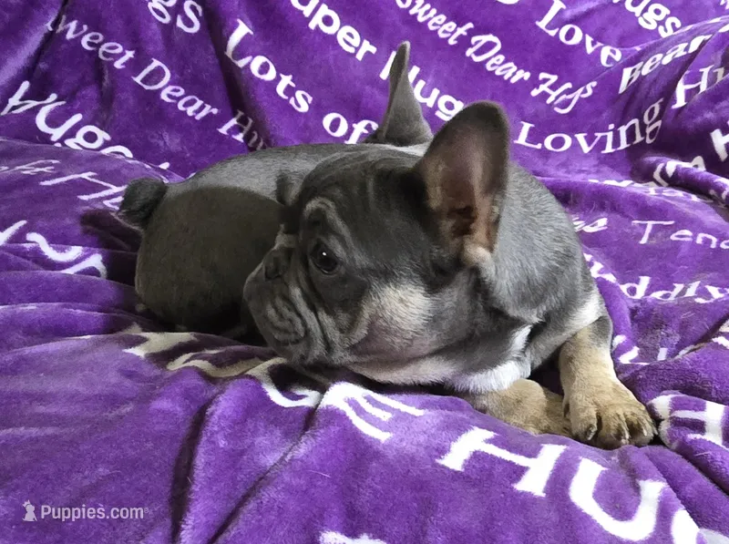 Rhyker – French Bulldog puppy for sale in Garretson, SD
