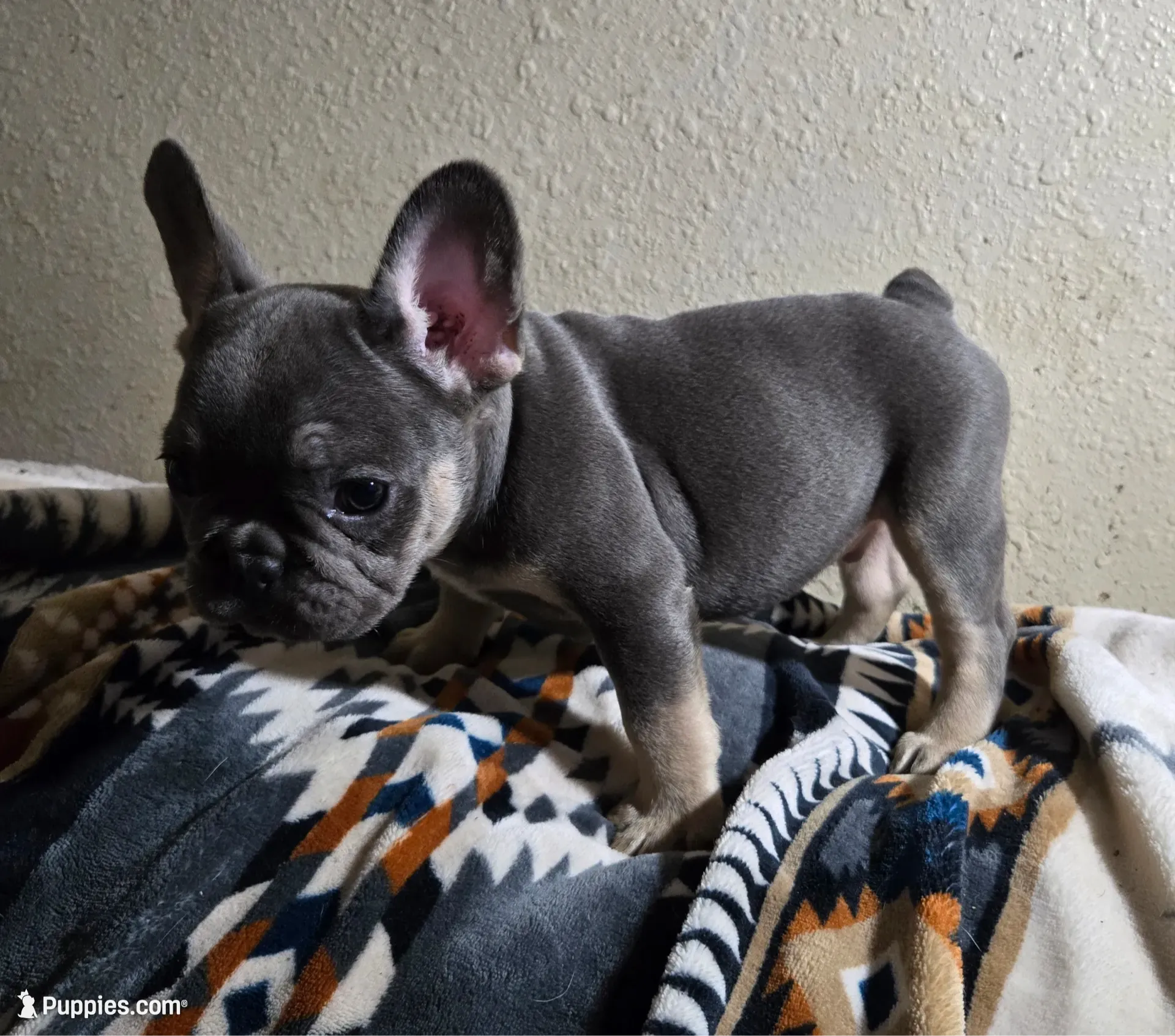 Rhett, a male French Bulldog for sale in Garretson, SD – Photo 5 of 7