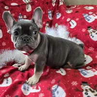 Rhett, a male French Bulldog for sale in Garretson, SD – Photo 4 of 7