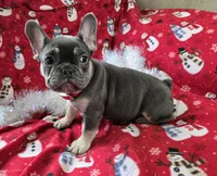 Rhett, a male French Bulldog for sale in Garretson, SD – Photo 4 of 7
