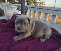Murphy , a male French Bulldog and American Bully for sale in Garretson, SD – Photo 3 of 3