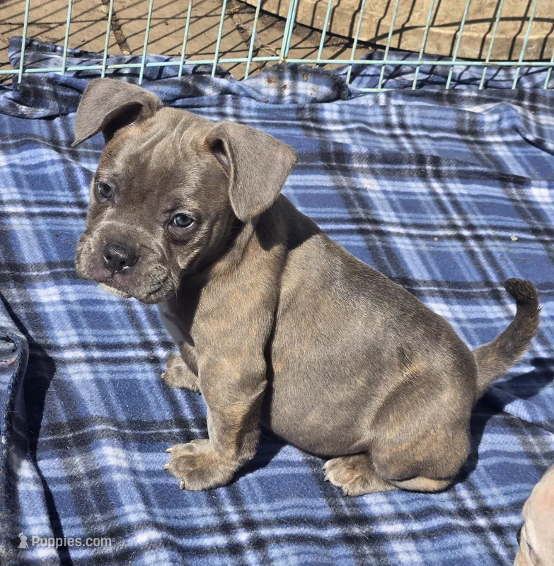 Murphy  – French Bulldog, American Bully puppy for sale in Garretson, SD