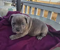Murphy , a male French Bulldog and American Bully for sale in Garretson, SD – Photo 2 of 3