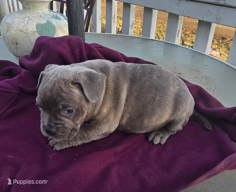 Murphy  – French Bulldog, American Bully puppy for sale in Garretson, SD