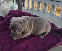Murphy , a male French Bulldog and American Bully for sale in Garretson, SD – Photo 1 of 3