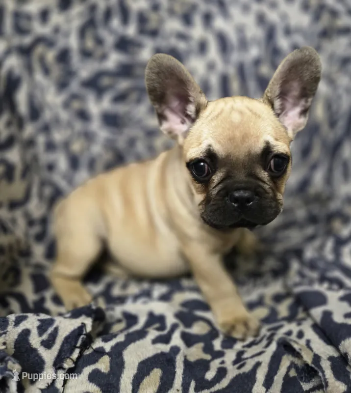 Micky – French Bulldog puppy for sale in Garretson, SD