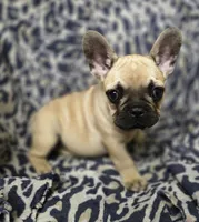 Micky, a male French Bulldog for sale in Garretson, SD – 5 of 9