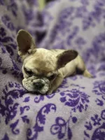 Mia, a female French Bulldog for sale in Garretson, SD – 4 of 7
