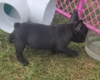 Elton, a male French Bulldog for sale in Garretson, SD – 4 of 4