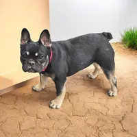 Riley, a female French Bulldog for sale in Garretson, SD – 4 of 8