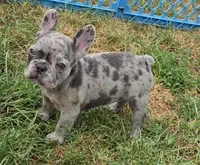 Emma, a female French Bulldog for sale in Garretson, SD – 5 of 5