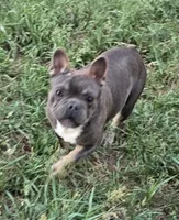 Stich, a male French Bulldog for sale in Garretson, SD – 3 of 4