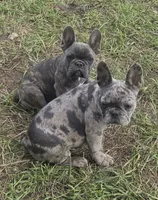 Emma, a female French Bulldog for sale in Garretson, SD – 9 of 10