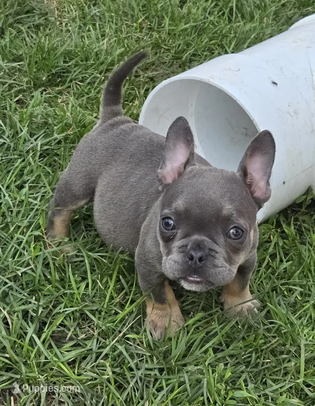 Olive – French Bulldog, American Bully puppy for sale in Garretson, SD
