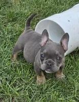 Olive, a female French Bulldog and American Bully for sale in Garretson, SD – 1 of 4